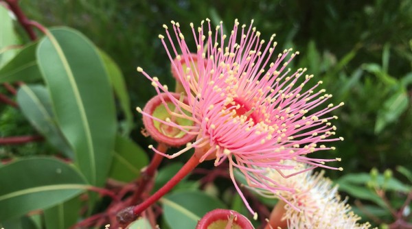 What animals live in eucalyptus trees picture